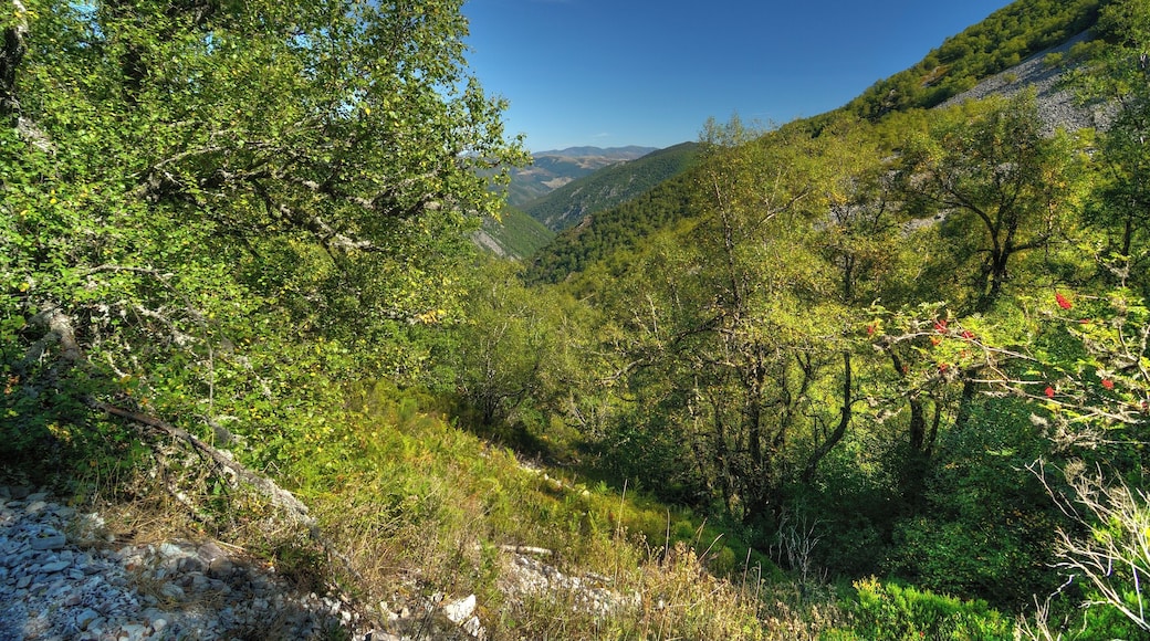 Biosphere reserve of Muniellos, in Cangas del Narcea, in Asturias, Spain.