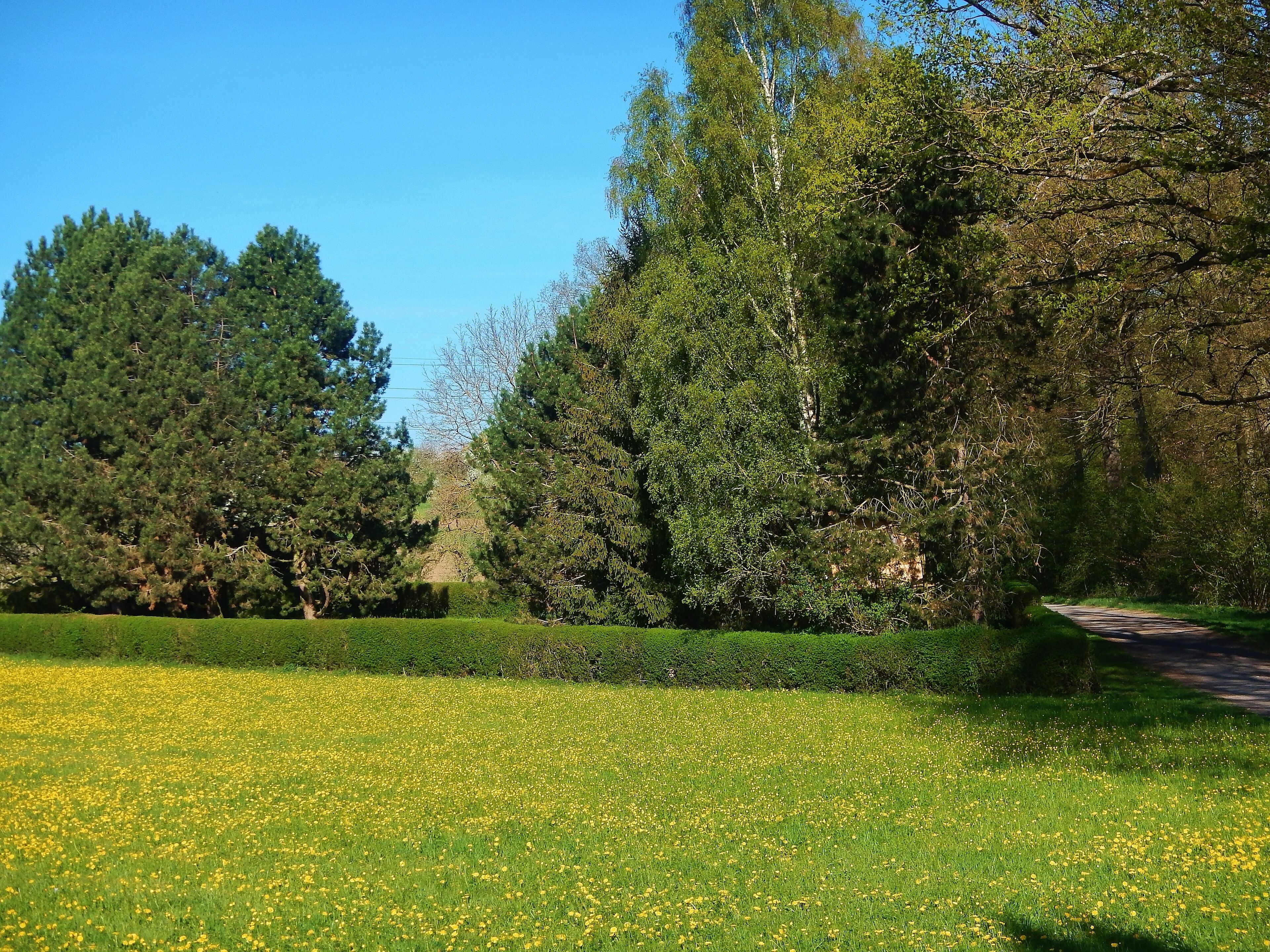 Löwenzahn in Ehningen