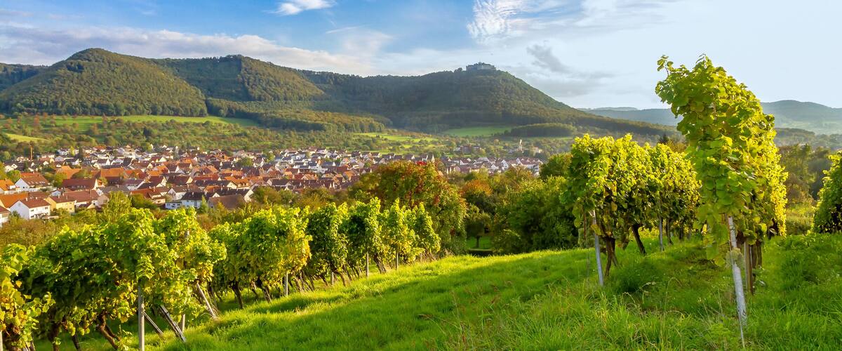 A vineyard, a town, and rolling hills under a clear sky.