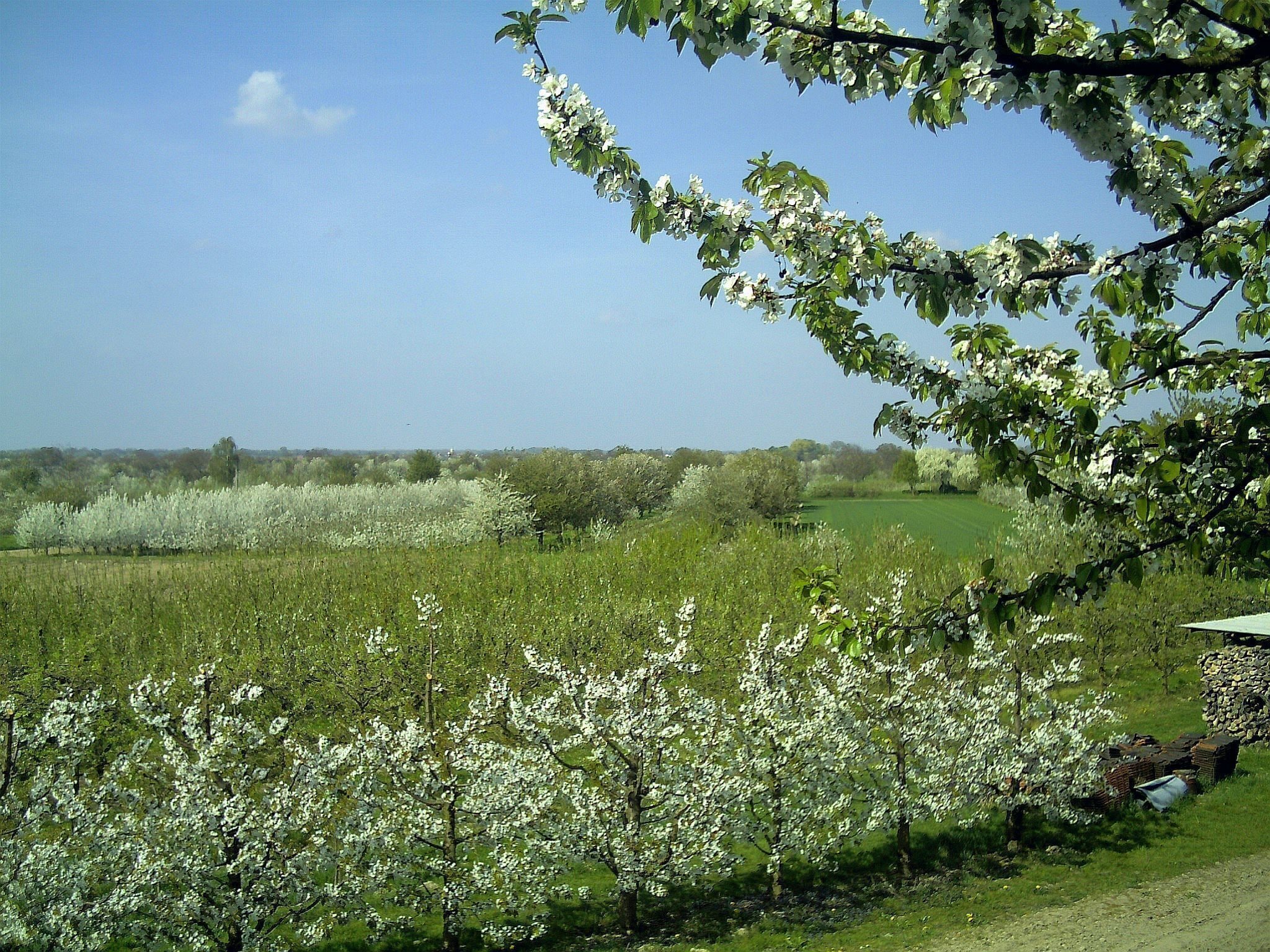Kirschblüte nördlich von Leiselheim am Kaiserstuhl