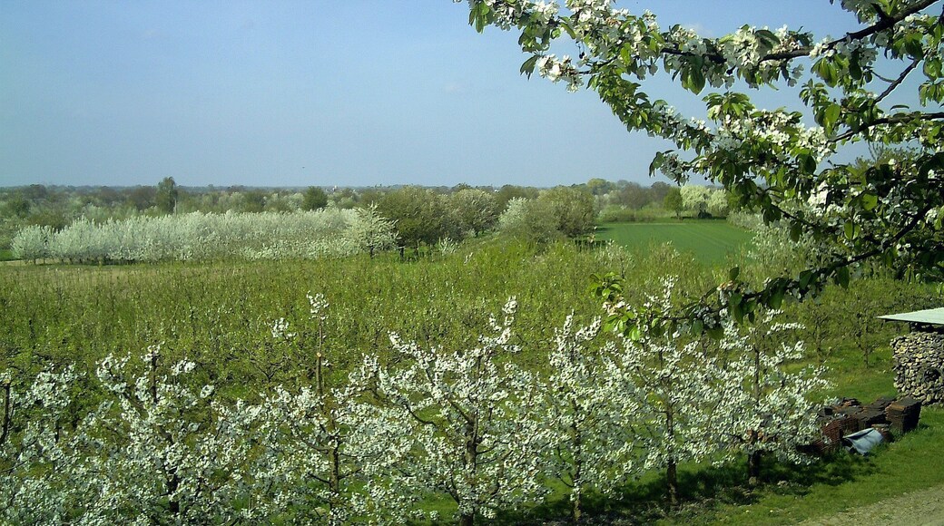 Kirschblüte nördlich von Leiselheim am Kaiserstuhl