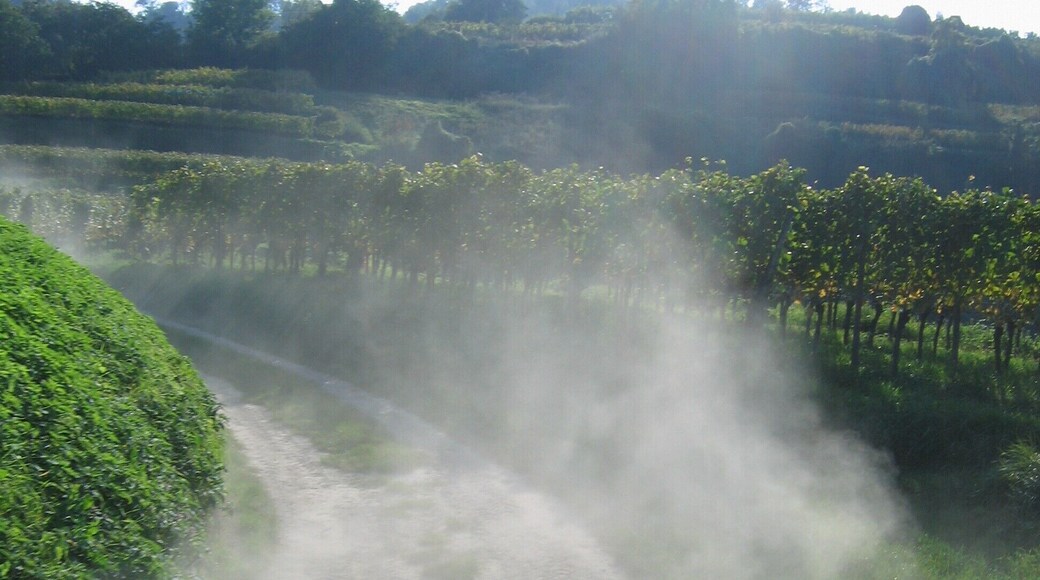 Mit dem Unimog-Oldtimer durch die Amolterer Heide (Weingut Knab)