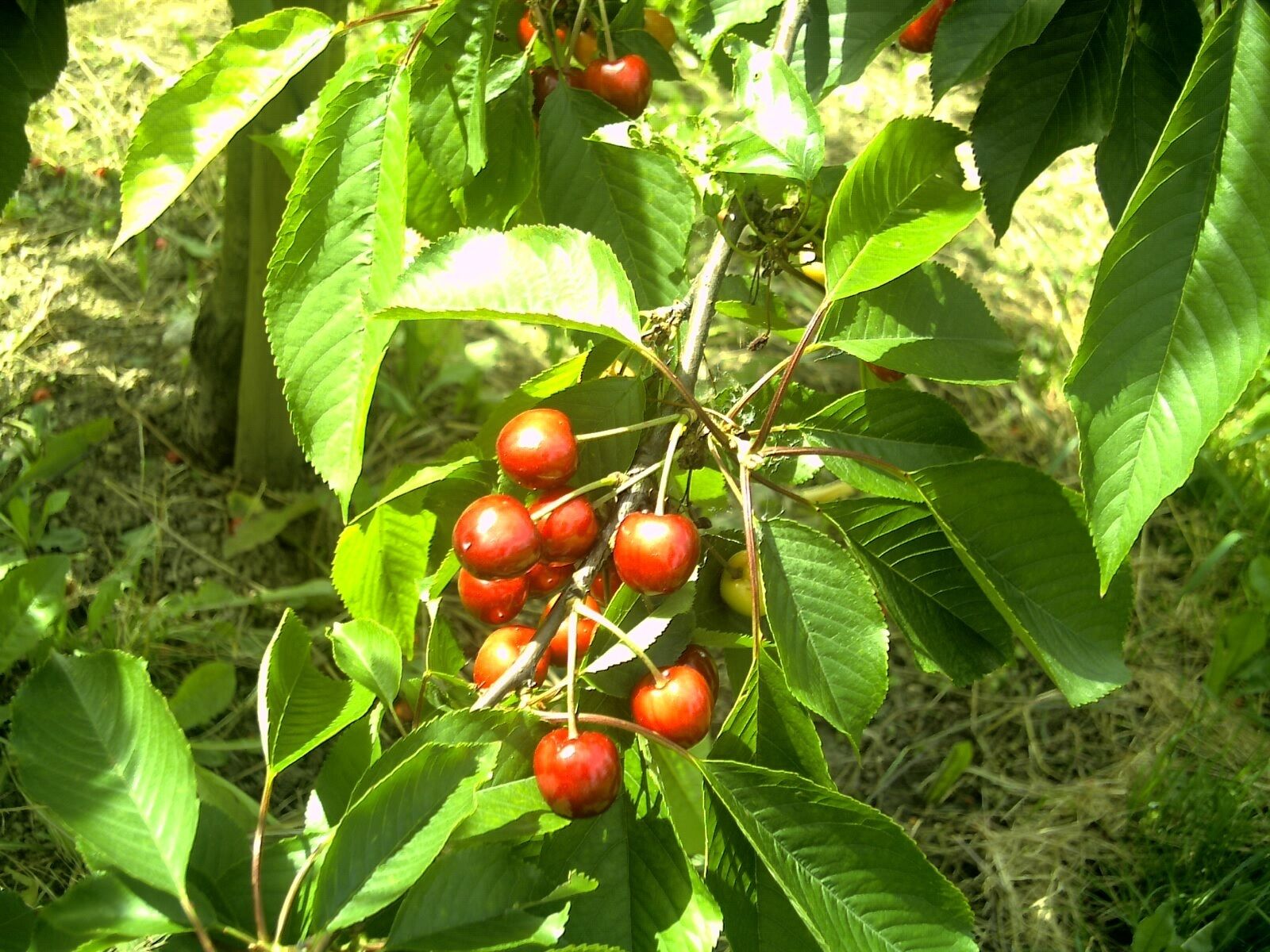 June Flower & Cherry Farming Endingen Kaiserstuhl - Master Seasons Rhine Valley Photography 2013