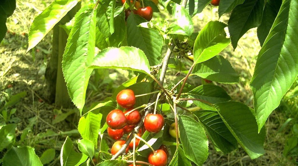 June Flower & Cherry Farming Endingen Kaiserstuhl - Master Seasons Rhine Valley Photography 2013