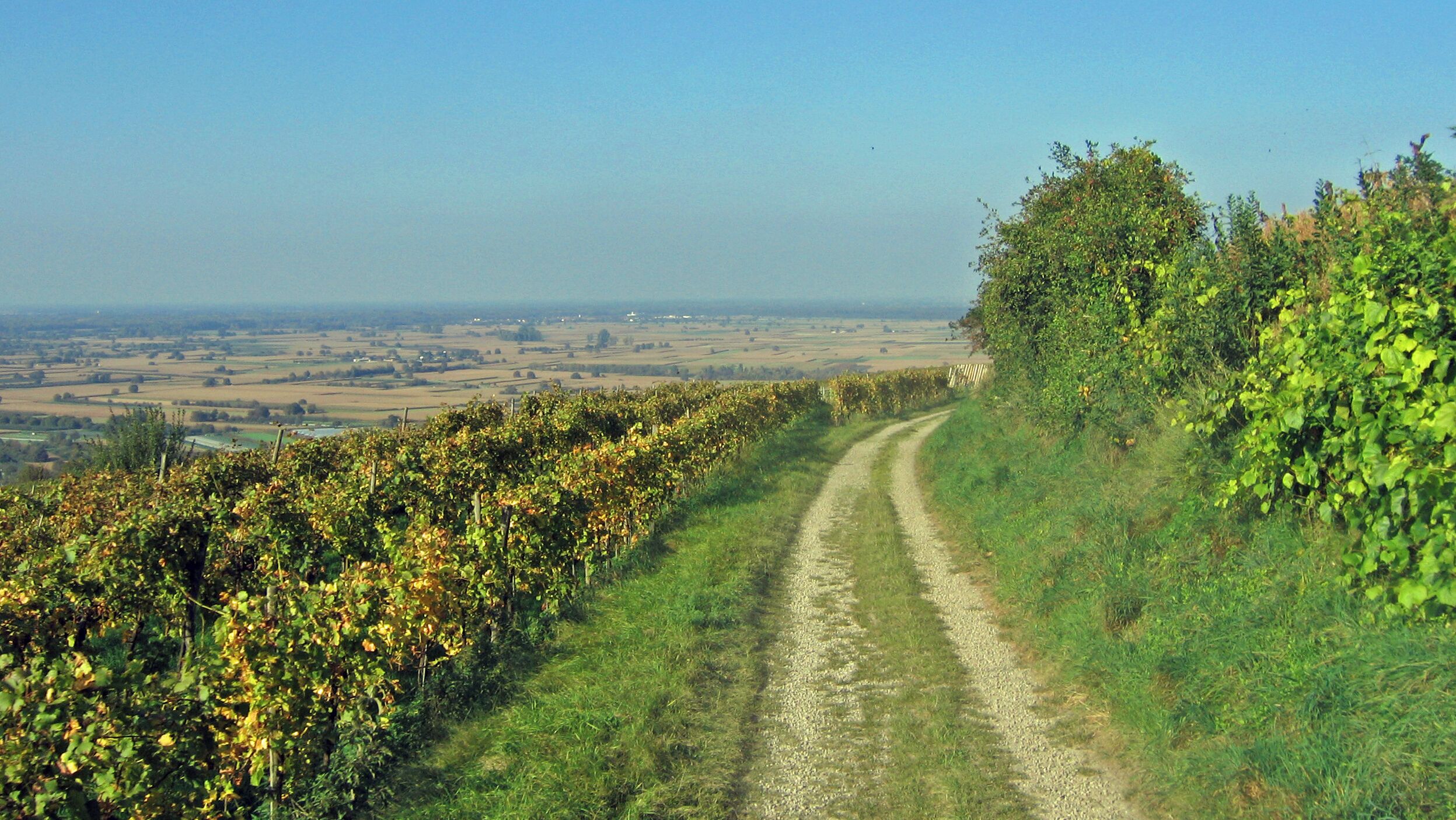A vineyard with a gravel path.