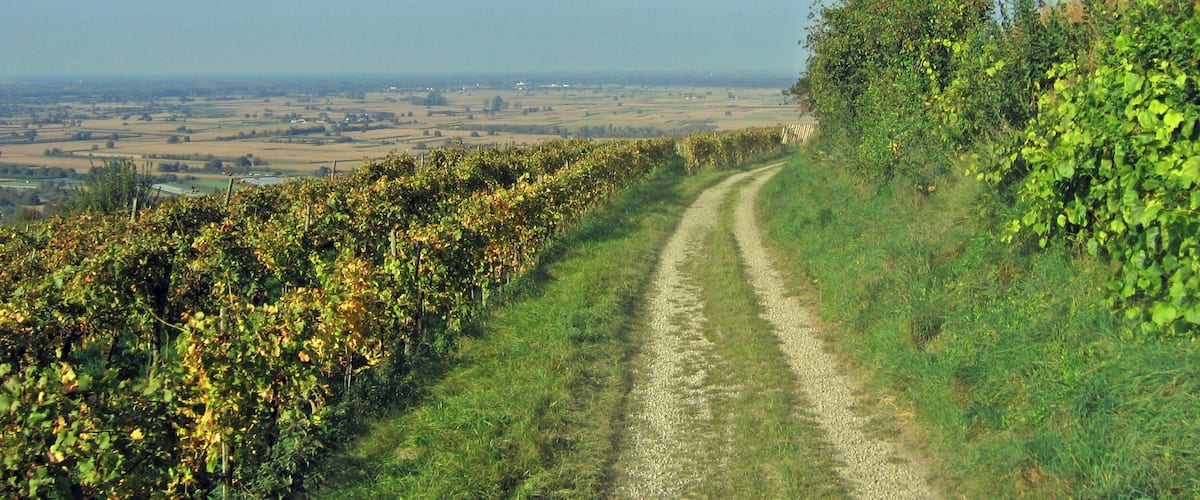 A vineyard with a gravel path.
