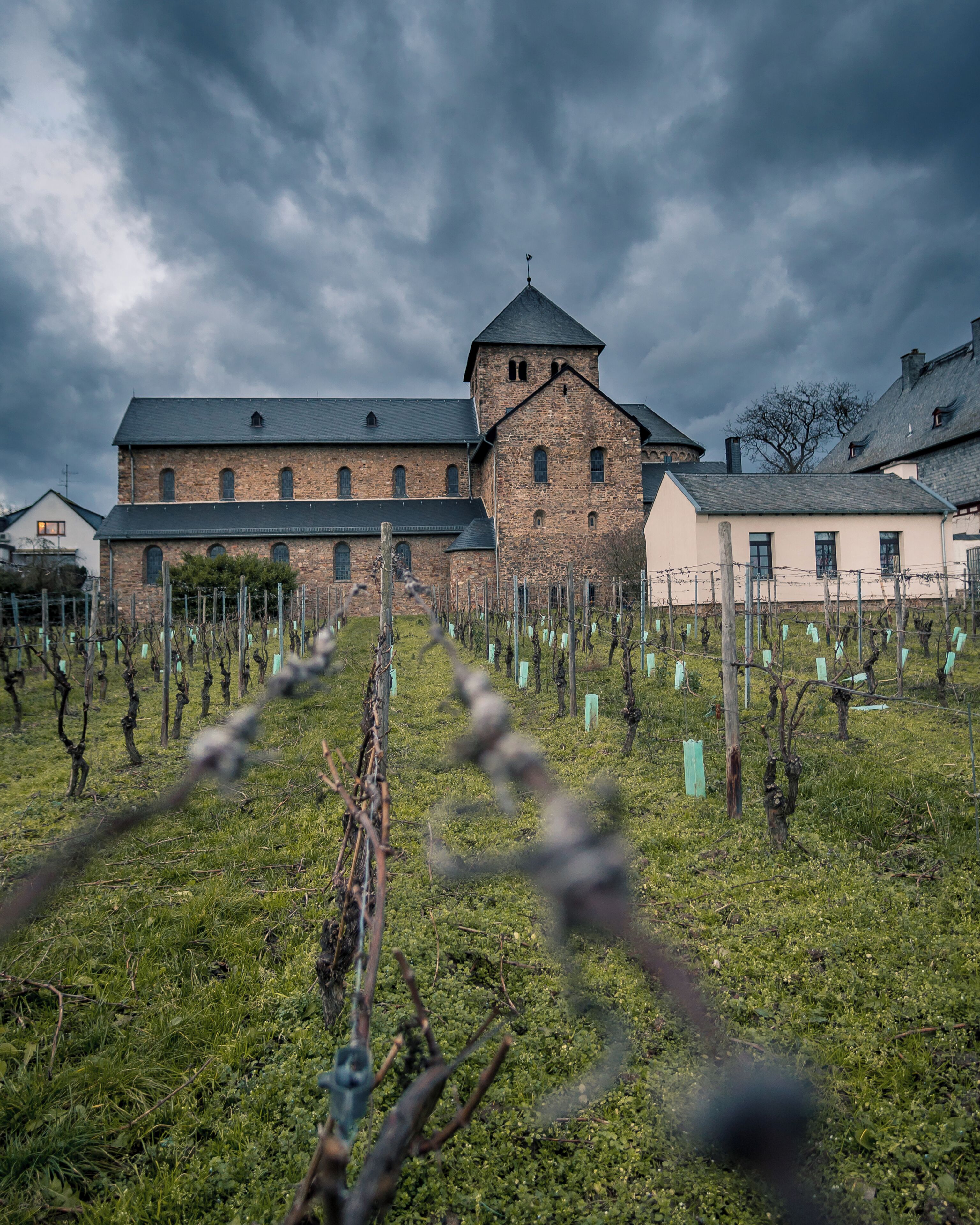 A vineyard with rows of grapevines and a historic building with a tower in the background.