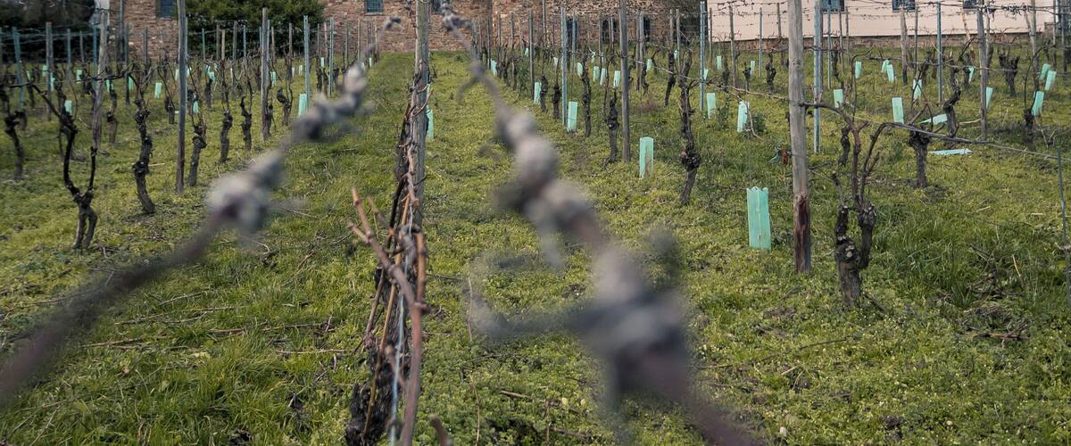A vineyard with rows of grapevines and a historic building with a tower in the background.