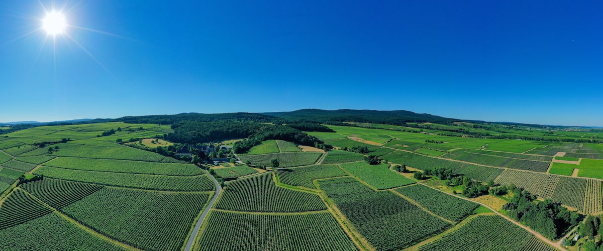 An aerial view of a vineyard with rows of grapevines under a clear blue sky.