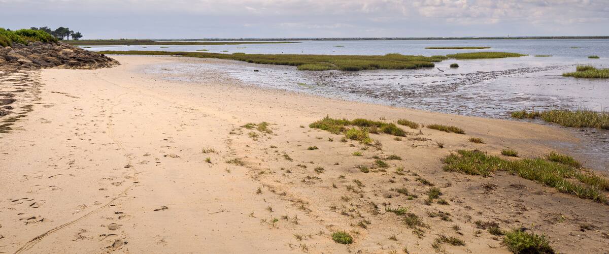 A sandy beach with patches of grass and a calm body of water.