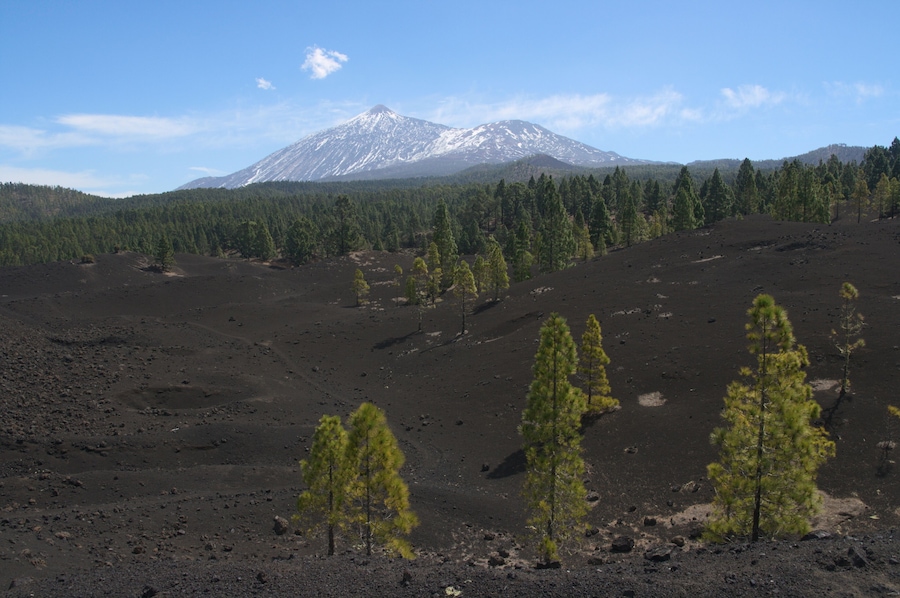 A volcanic landscape with a snow-capped mountain in the background and scattered trees.