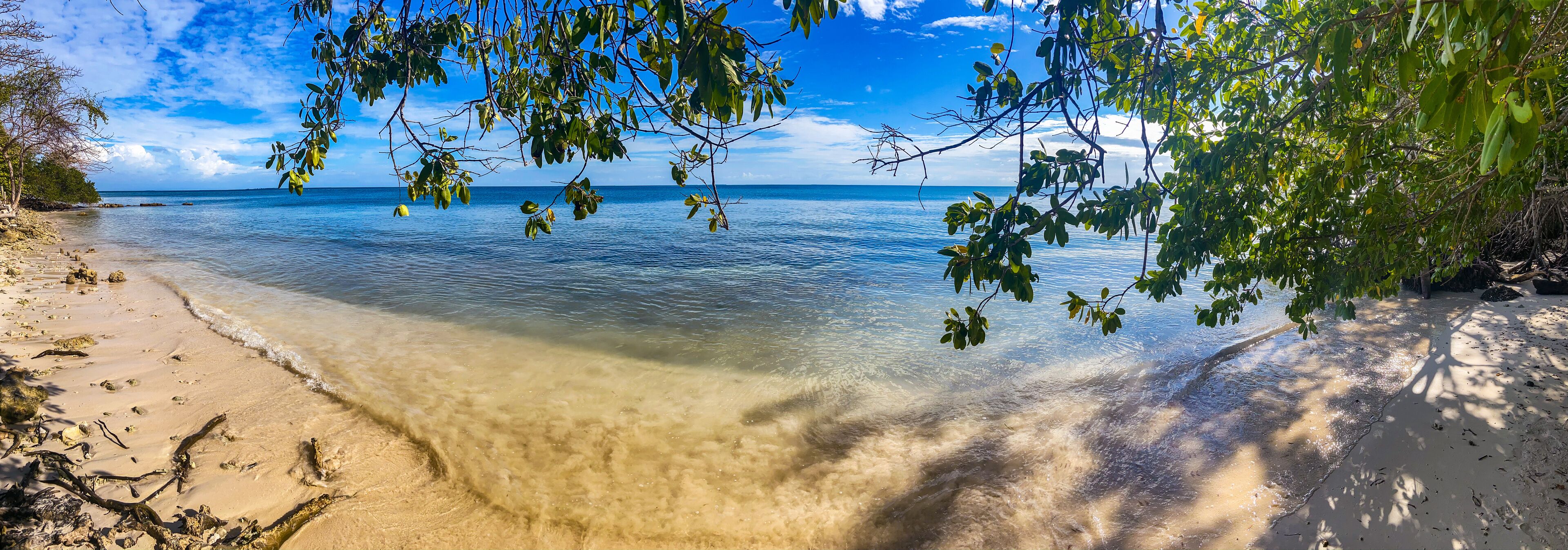 A beach with clear water, sandy shore, and green foliage.