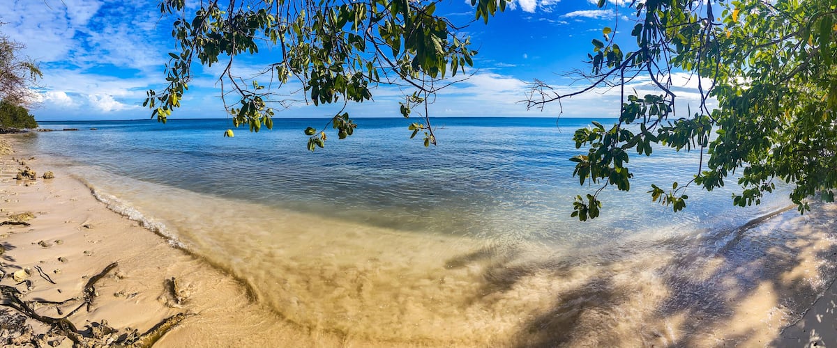 A beach with clear water, sandy shore, and green foliage.