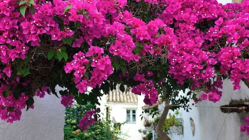 Not so typical Andalusian village - Castellar is built inside a castle. It was abandoned in the 70s by locals who went to live in a new town outside the castle walls. Later abandoned buildings were occupied by German hippies. Now the village inside the castle is populated mostly by expats, artists and retirees. You only need an hour or two to explore the whole village with it's labyrinth of narrow streets, flowers, plants and cute little doors. #EndlessSummer #CastellardelaFrontera #Andalusia #Spain