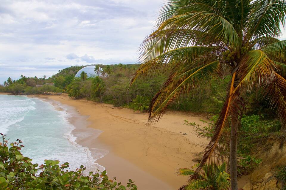 A beach with clear turquoise waters, sandy shore, and lush greenery including palm trees.