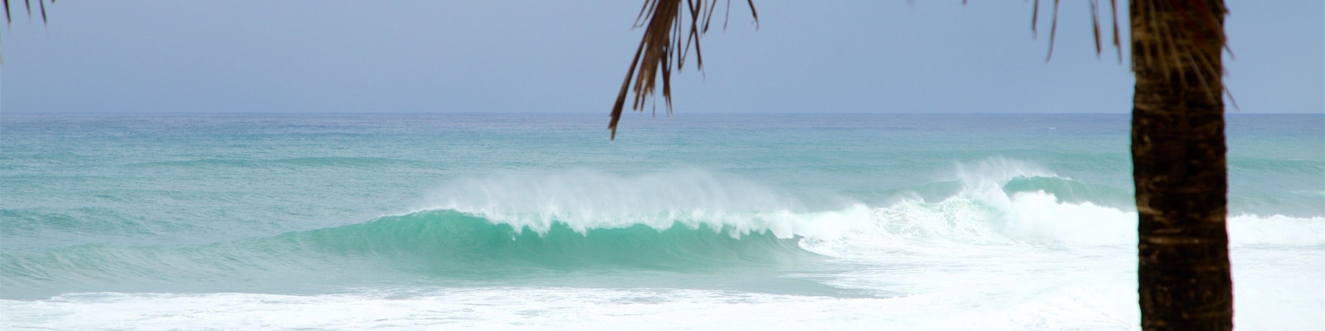 Una palmera y olas del océano.