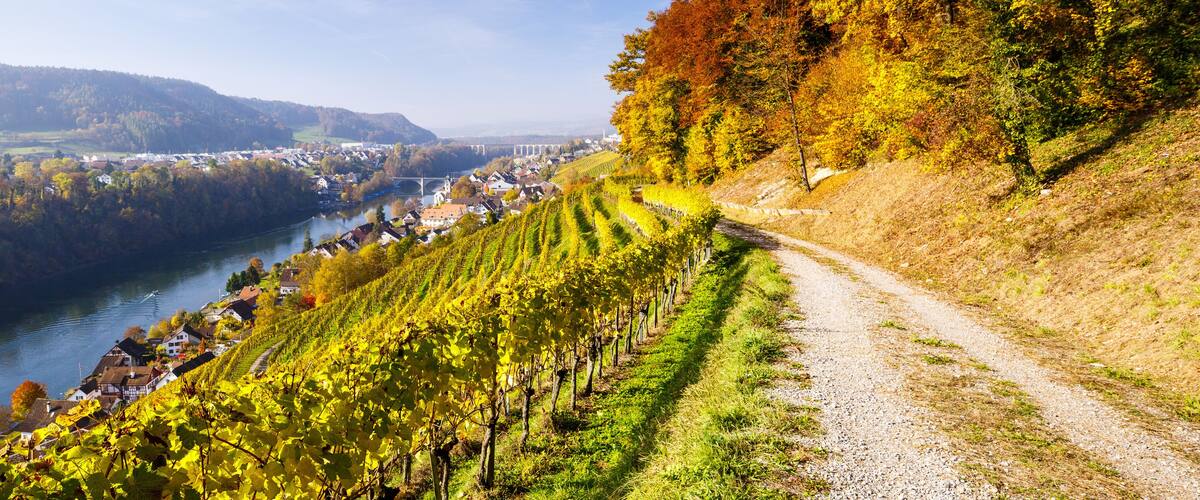 A vineyard along a river with houses and a bridge in the background.