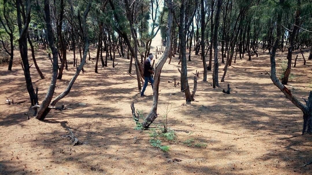 This place is beyond words... An absolute treat by nature..  Lying in the middle of 2 vast seas, this island is as pure as it can get... Endless stretches of pine trees on either side of the road and the eternal soft breeze... The place is amazing... 