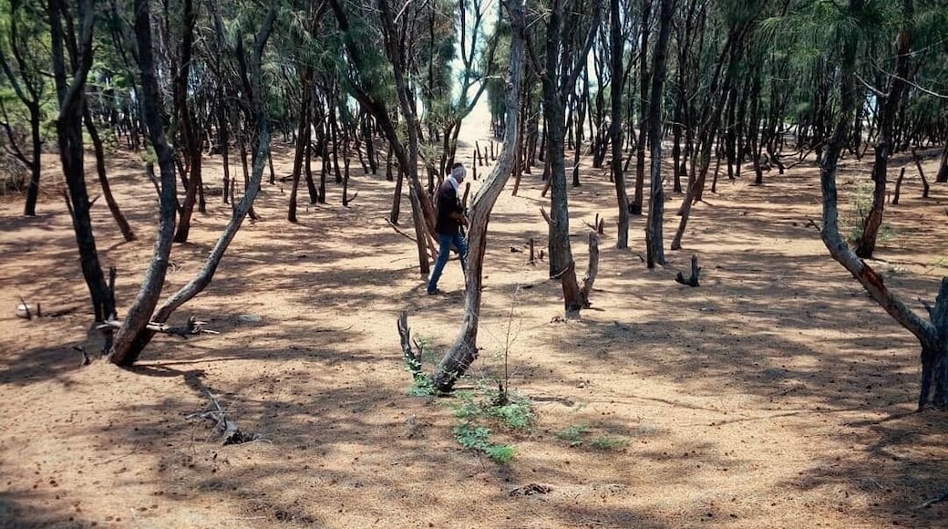 This place is beyond words... An absolute treat by nature.. Lying in the middle of 2 vast seas, this island is as pure as it can get... Endless stretches of pine trees on either side of the road and the eternal soft breeze... The place is amazing...