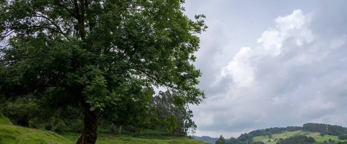 A rural landscape with a wooden fence, a large tree, and a grassy field with cows in the distance.