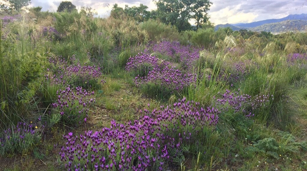 Moralzarzal (Madrid, España). Monte de Matarrubia