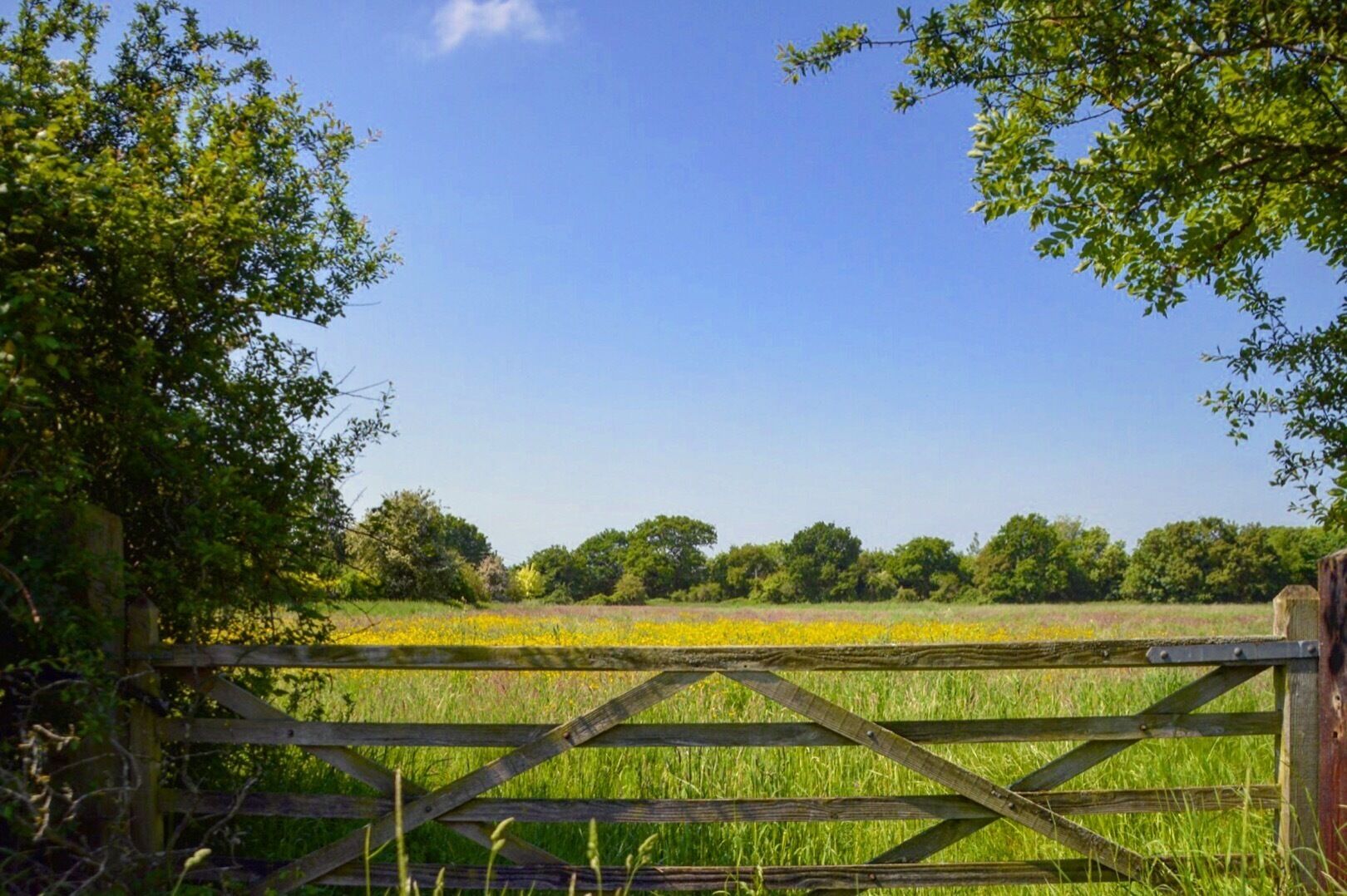A rural landscape with a wooden gate, green trees, and a field of yellow flowers under a clear blue sky.