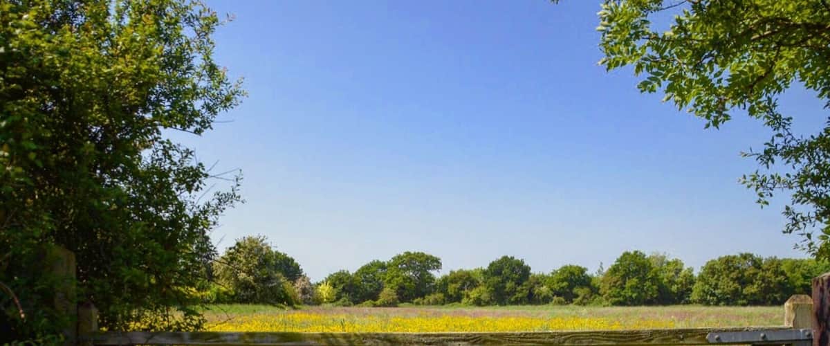 A rural landscape with a wooden gate, green trees, and a field of yellow flowers under a clear blue sky.