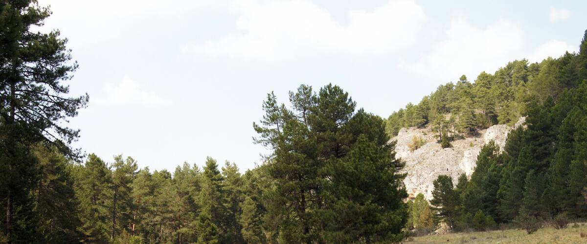 A serene lake surrounded by dense pine trees and a rocky hillside.