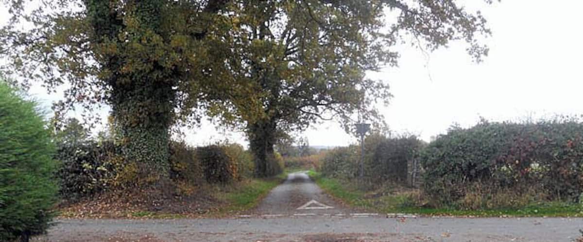 A rural road with a tree-lined path, wet patches, and fallen leaves.