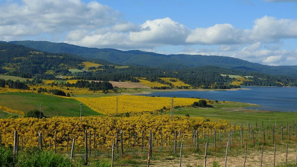 A vineyard with a lake and mountains in the background.