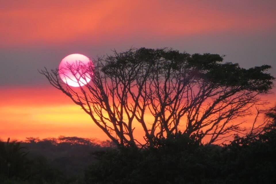 Een zonsondergang met een roze zon, silhouet van bomen en een heldere lucht.