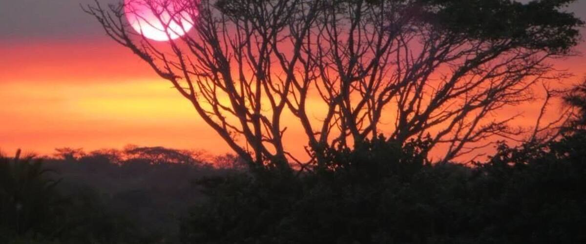 A sunset with a pink sun, silhouetted trees, and a clear sky.