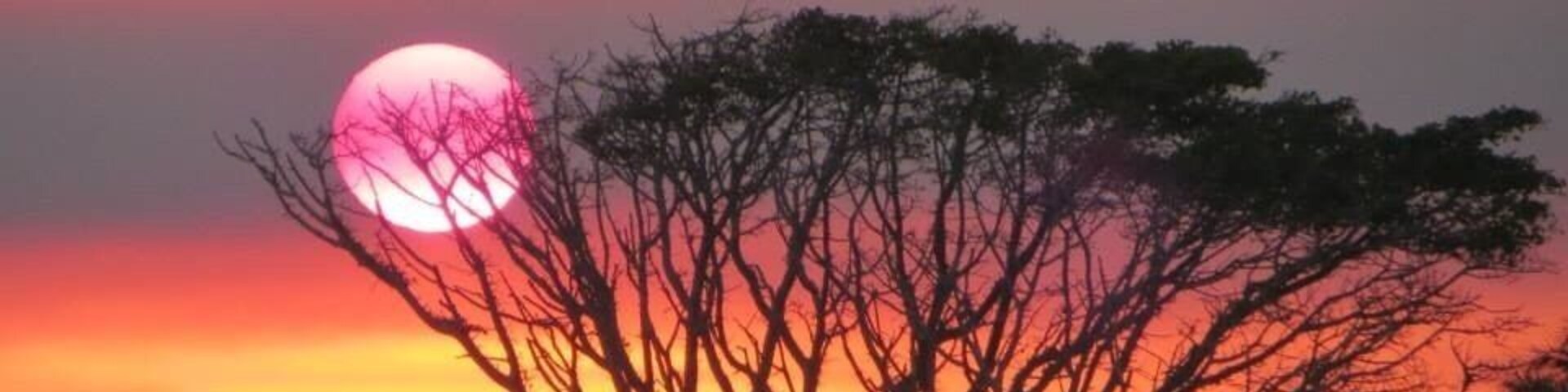 A sunset with a pink sun, silhouetted trees, and a clear sky.