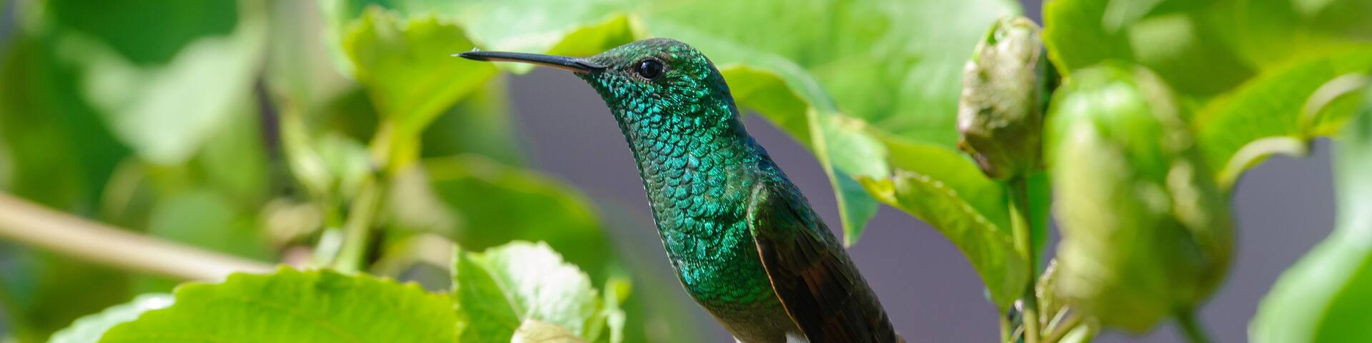 Berylline Hummingbird (Amazilia beryllina) - San Juan Cosala, Jalisco, Mexico