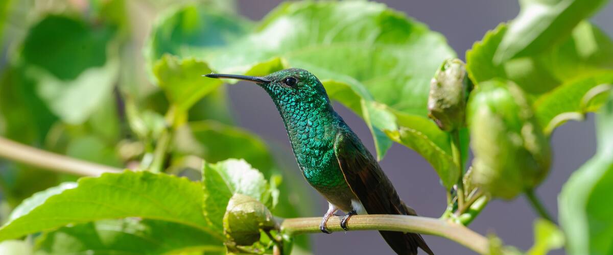 A hummingbird perched on a branch with green leaves.