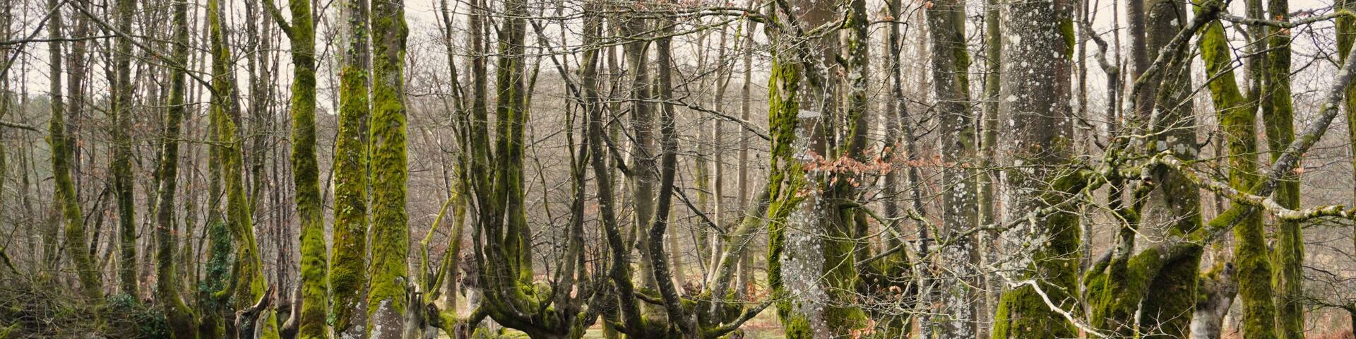 Otzarreta beech forest. Gorbeia Natural Park. Zeanuri, Bizkaia, Euskadi. Spain. A magical place. The beech tree has its branches shaped by the charcoal burners of the region.