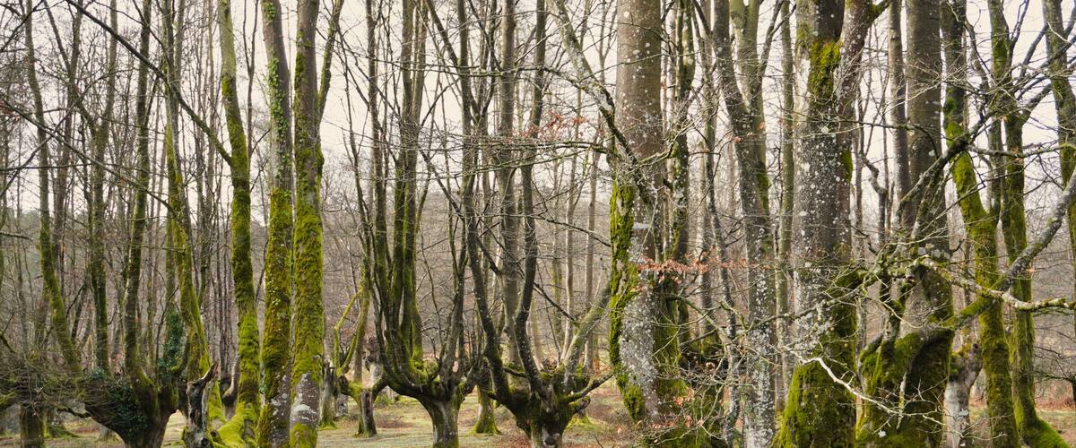A forest with moss-covered trees and a ground covered in fallen leaves.