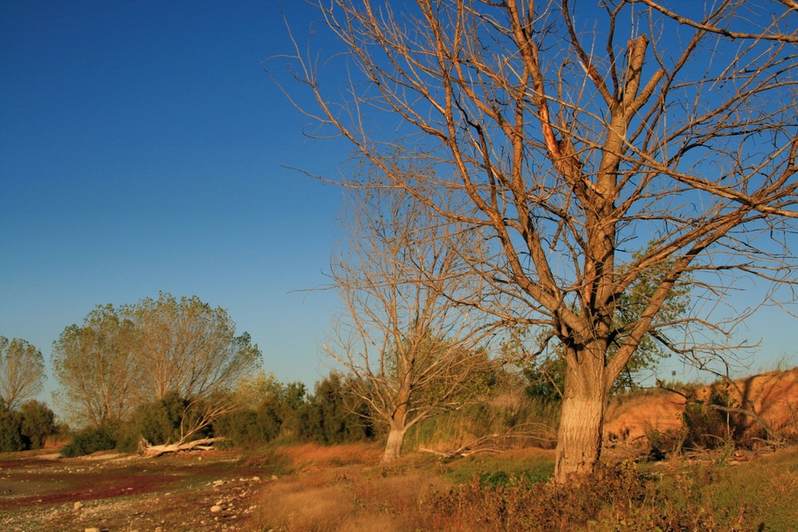 Uma árvore sem folhas em um campo gramado sob um céu azul límpido.