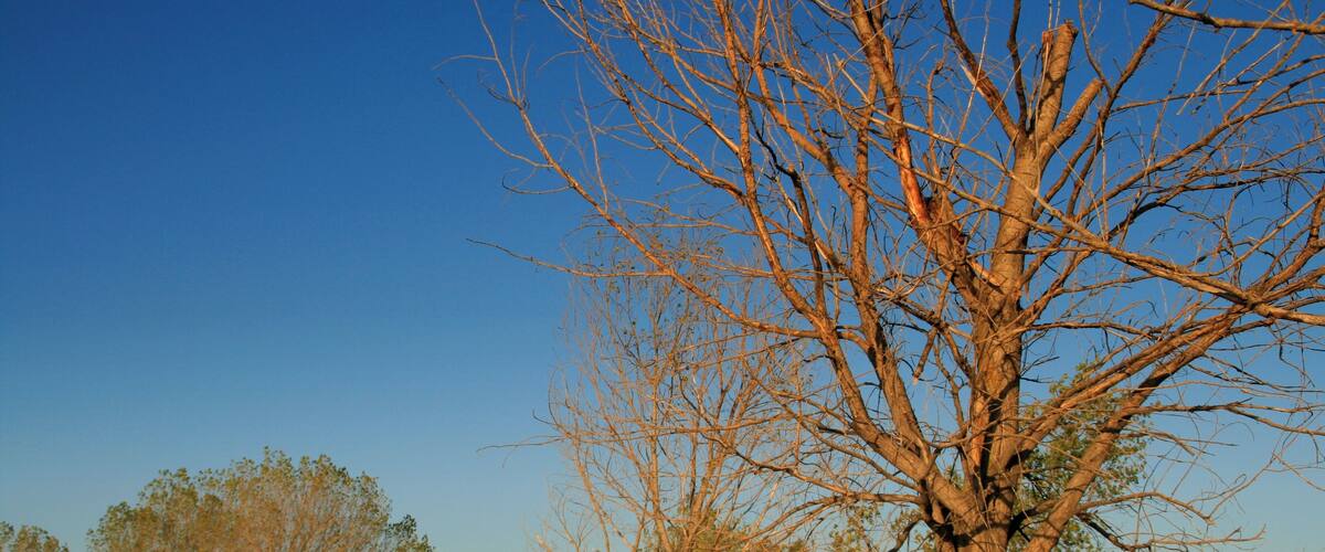 A leafless tree in a grassy field with a clear blue sky.
