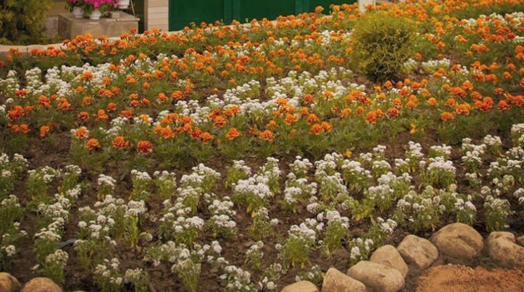 The first and only botanic garden in Vologda region. Botanika is a greenhouse area of 1600-square meters. The dendrological area is a home for more than a thousand plants from all over the world. There are some expensive and exotic rare instances. There is Butterfly House inside botanic garden that has exotic butterflies from Asia and South-America. Moreover, there are various species of snakes, lizards, parrots and other animals.