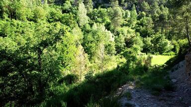 A forested hillside with a dirt path leading down.