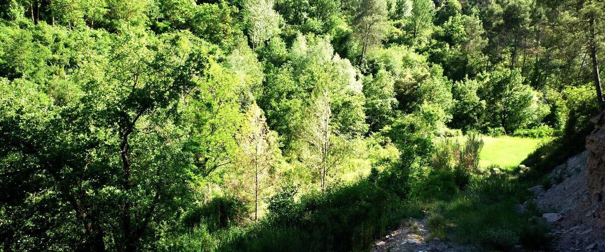 A forested hillside with a dirt path leading down.