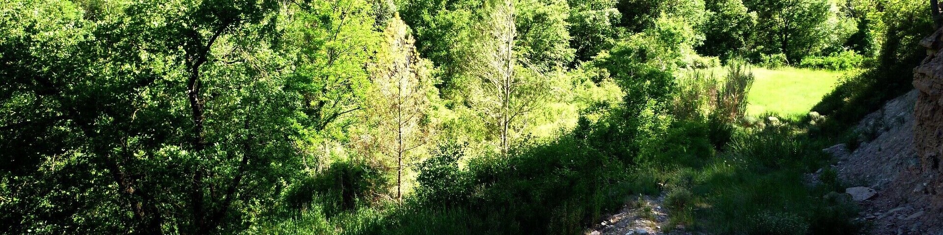 A forested hillside with a dirt path leading down.