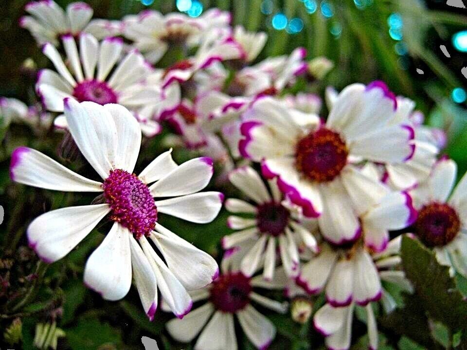 Exploring sikkim flora in supermacro mode 🌸
Ahh so much fun. 
#flora