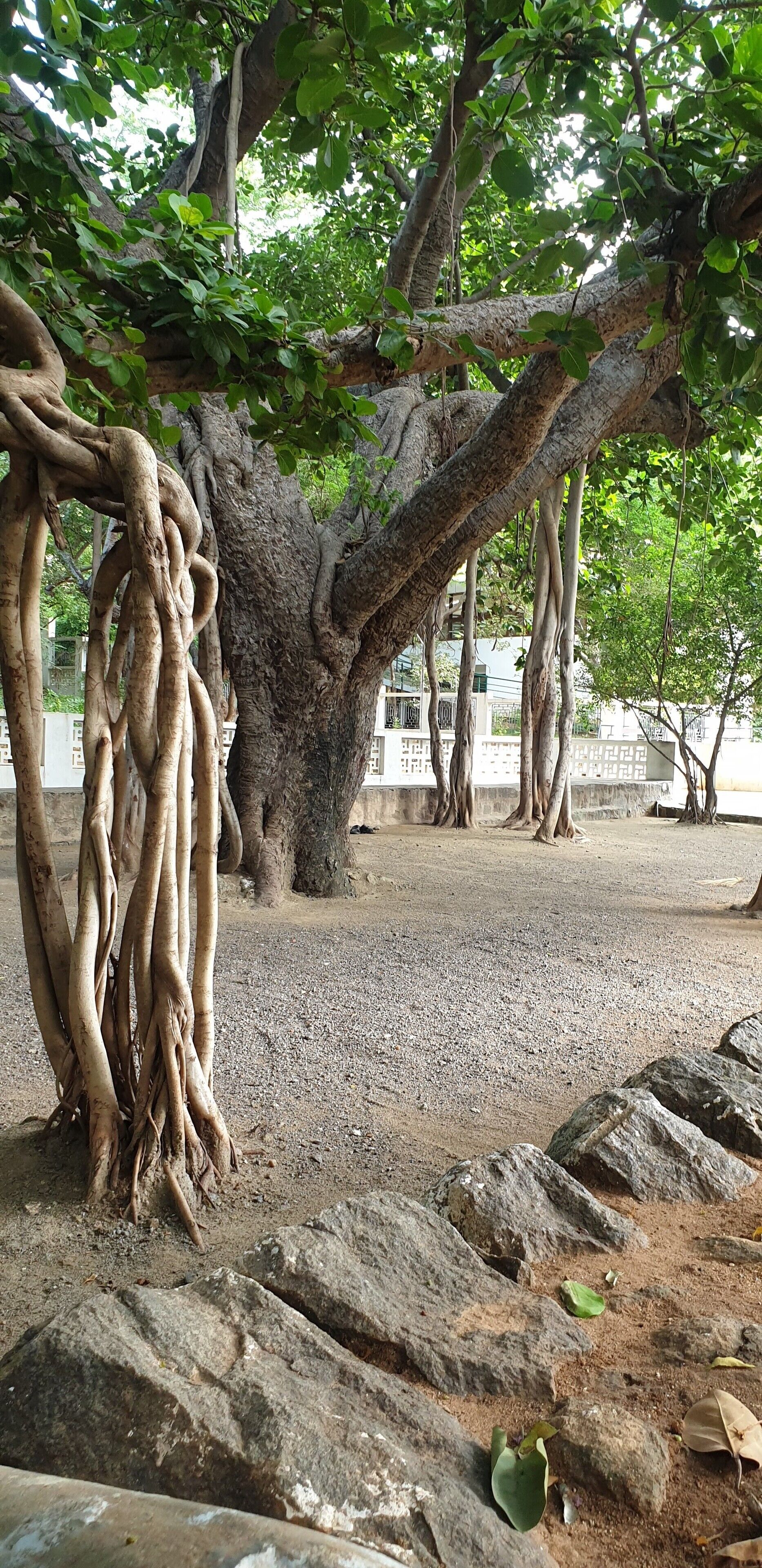 banyan tree inside ashram