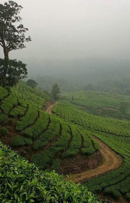Tea plantation near Vagamon / Kerala /India