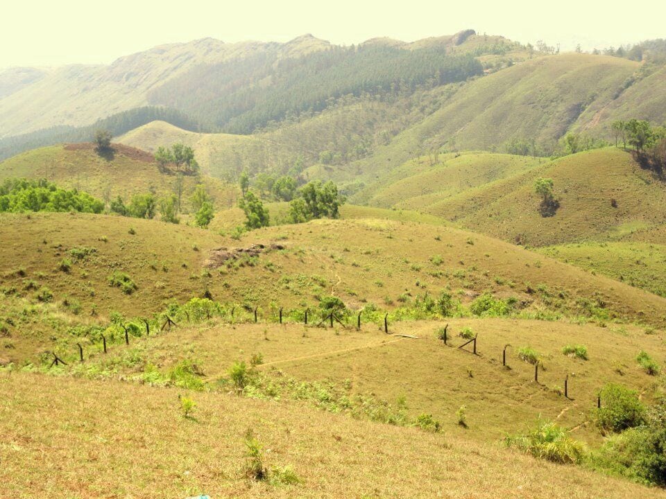 A long site view of meadows and pine forest at Vagamon...cool place to explore 
