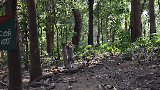 Beautiful greenery where you get to spot some wildlife if you are lucky! #LifeAtExpediaGroup#Kerala