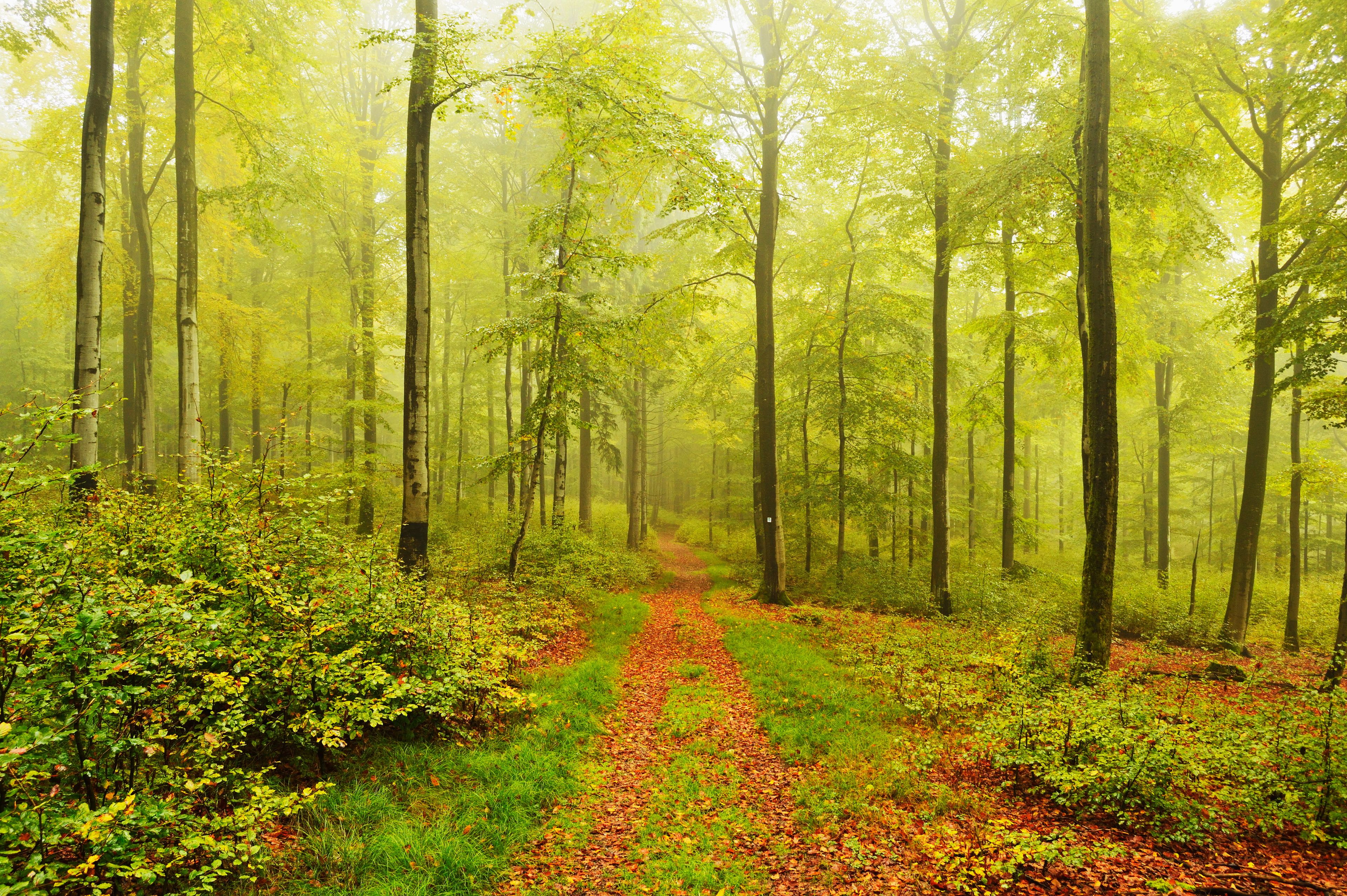 Ein Waldweg mit Bäumen und Blättern.