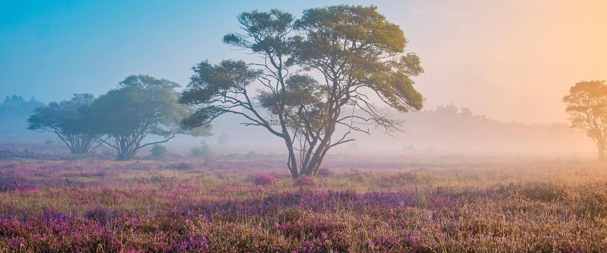 A field of purple flowers with trees in the background.